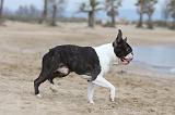 BOSTON TERRIER 369